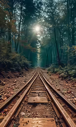 the train tracks run through a forested area