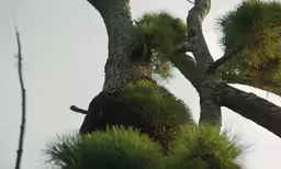 a bird is perched in the tree as it perches on