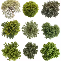 several bushes and trees have green leaves on them