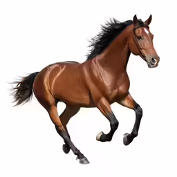 a horse running gallop with its tail out