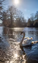 a white swan on water with trees in background