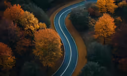 the road is lined up with trees