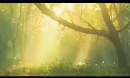 an image of sun beams shining through the trees