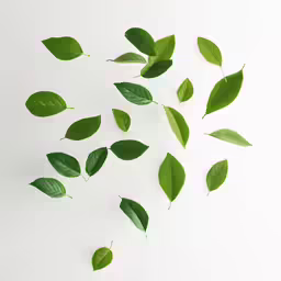 the leaves are falling off the leaf ceiling