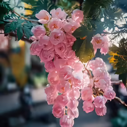 a close up of a bunch of pink flowers on a tree branch