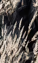 many tall grass near some big rocks