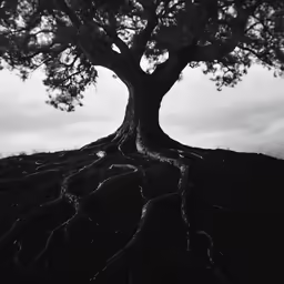 a large tree with roots sticking out of it