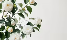 a vase that has some white flowers in it
