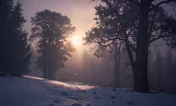 trees and a car driving on a snowy road