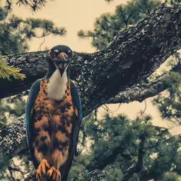 a close up of a bird sitting on a tree limb
