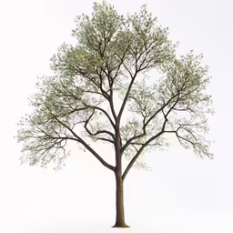 this is a 3d view of an oak tree