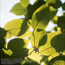 leaves hang from a tree branch in the sunlight