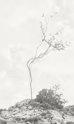 a bare tree sitting on top of a rocky hillside