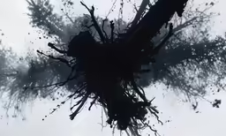 tree branches in fog with a grey background