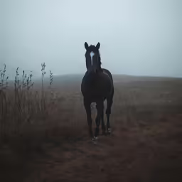 a horse stands on the top of a hill