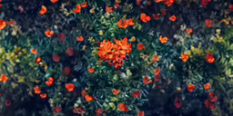 an orange flower is growing on a stem