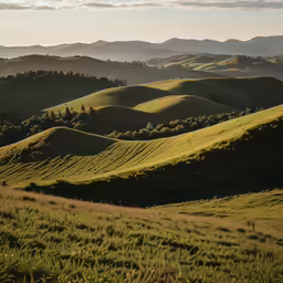 a grassy hillside with trees and grass in the foreground