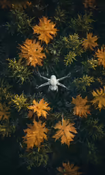 aerial view of a spider and many leafs