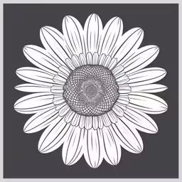 white daisy flower with dark background,a flower with some long petals on it