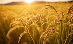 a field with sun shining through some ears
