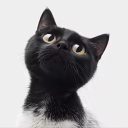 black cat looks up while standing in front of white background