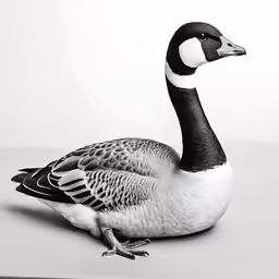 a black and white duck is standing up