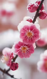 three pink flowers in a flower vase and water droplets