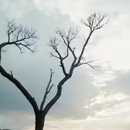 large tree branches that have just fallen off