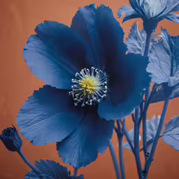 a close - up of a flower with a red background,an image of blue flowers with their stems in focus