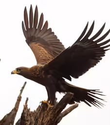 an eagle in flight with wings spread out