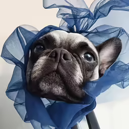 a small dog is wearing a blue bow