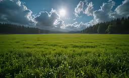 the sun is shining on an expansive grassy field