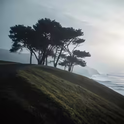 a road on top of a hill that runs between two trees