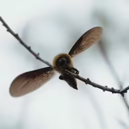 a bee flies down into the air over some branches