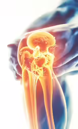the human body with all the structures of it