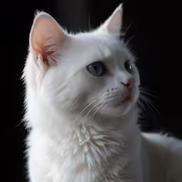 a cat sits against a black backdrop, looking off to the left