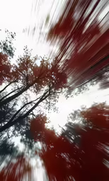 an image of some trees from behind