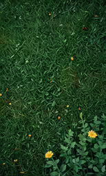 an image of grass with flowers growing out of it