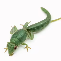 a very pretty small green lizard with big eyes