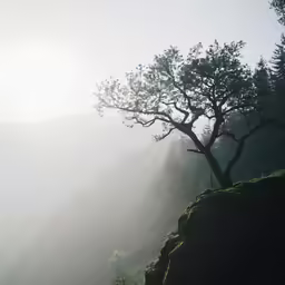 an early morning view of mountains with trees and fog