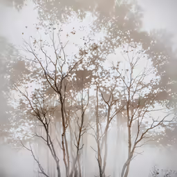 a foggy scene with a light colored photo