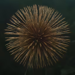 a dandelion looking like it is in mid air