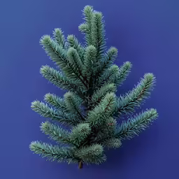 the top of a green pine tree against a blue background