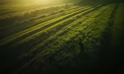 a person walks through a grassy field with the sun coming up