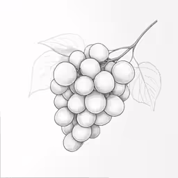 a drawing of some white grapes and a branch