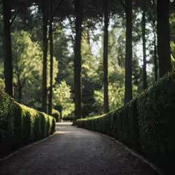 a view of a path with many trees and bushes next to it