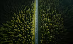 an aerial shot of a road lined with trees