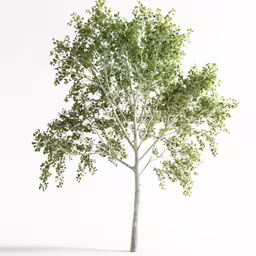 a tree is shown on a white background