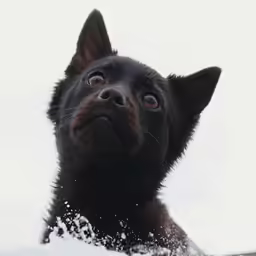 the puppy has the expression of seeing something