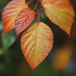 the orange and yellow leaves are hanging from the branch